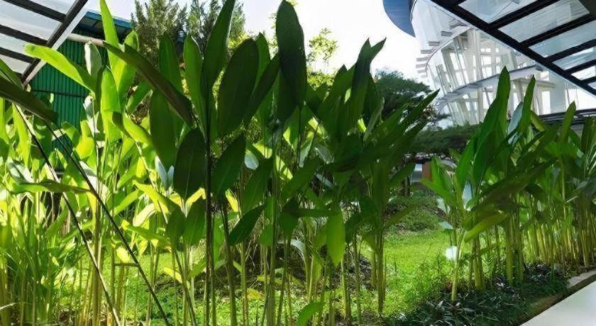 Hotel Asri Plaza Asia Tasikmalaya Dış mekan fotoğraf